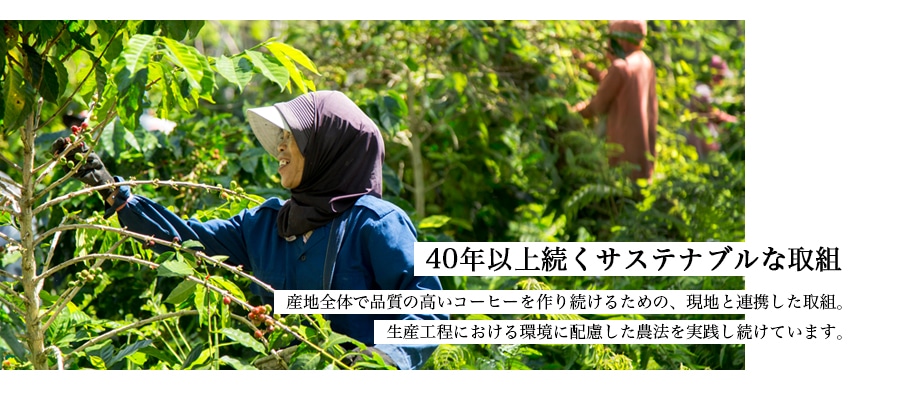 トアルコトラジャ