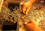 TOARCO TORAJA COFFEE