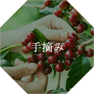 手摘み