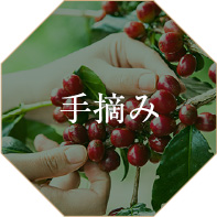 手摘み