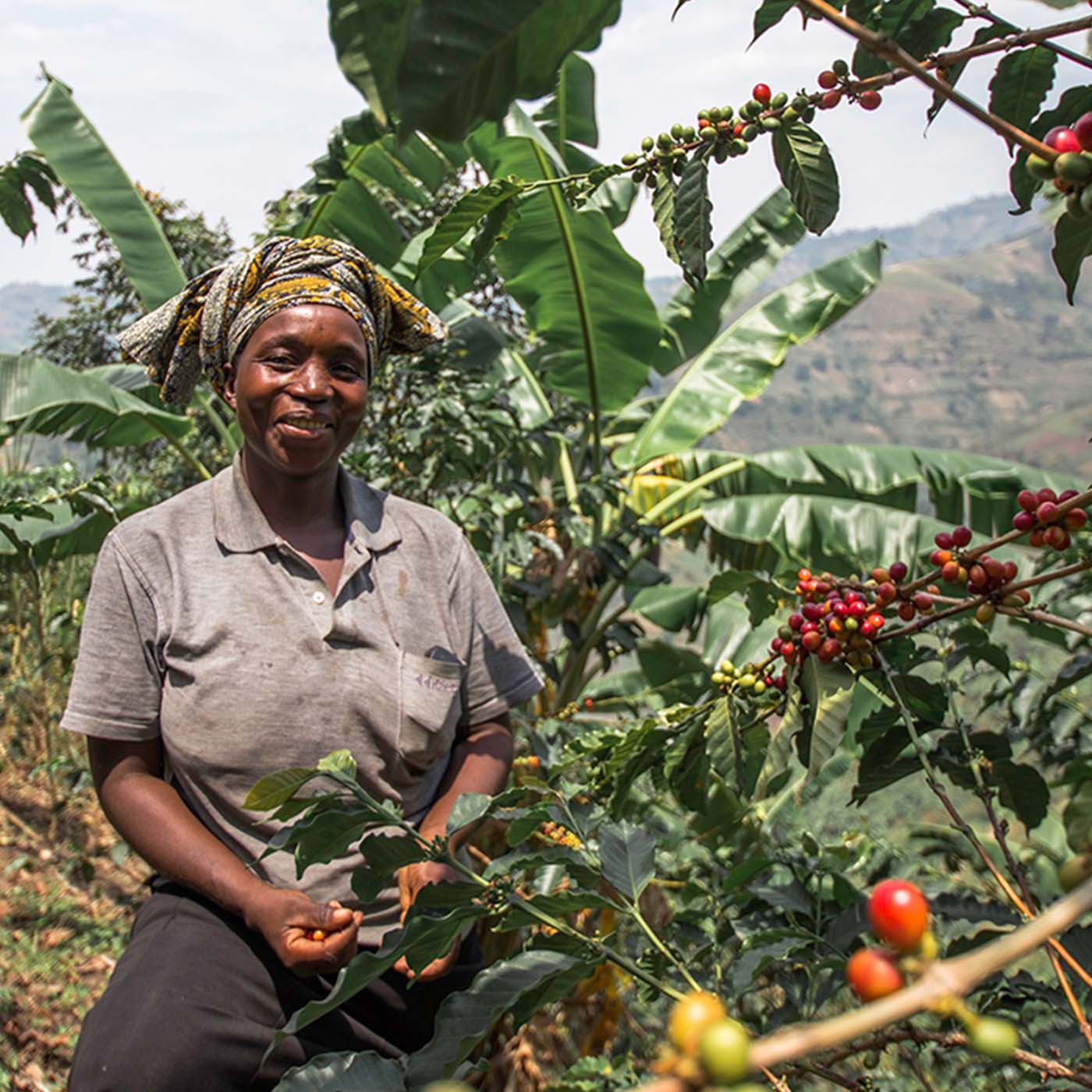 コーヒーの総合専門店】【珈琲探訪】ドリップ オン ウガンダ