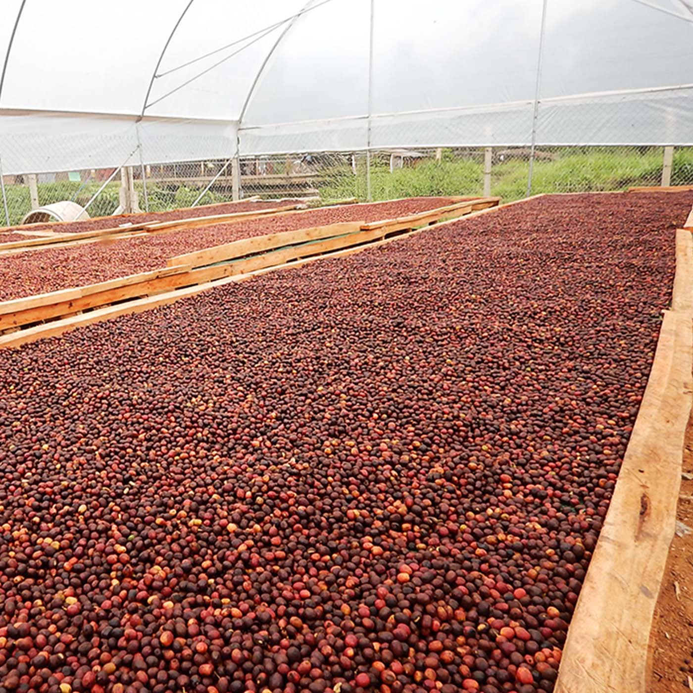 コーヒーの総合専門店】【珈琲探訪】ドリップ オン ウガンダ